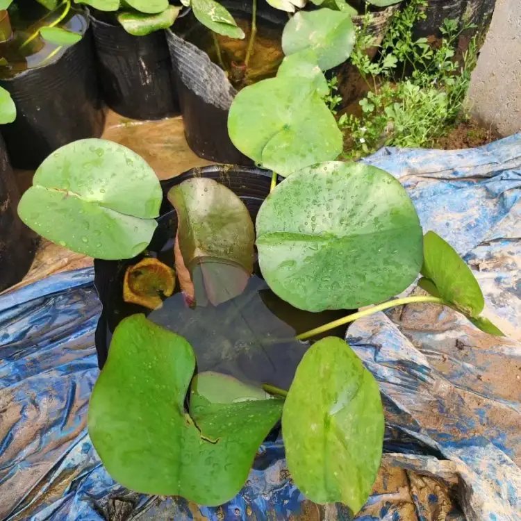 <a href='https://www.lvbad.com/shuishengshuicao/3434.html' target='_blank'>睡莲</a>杯苗容器苗