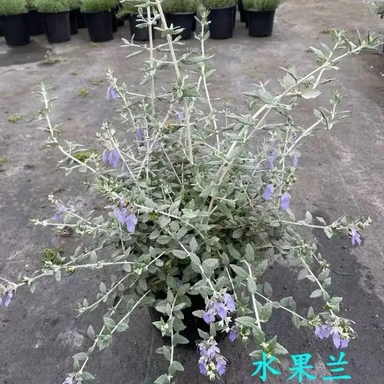 水果兰杯苗容器苗
