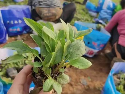松果菊