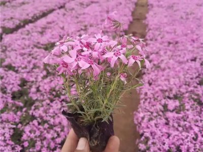 宿根福禄考