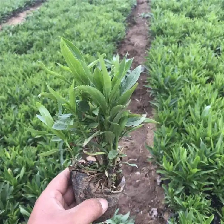 随意草杯苗容器苗