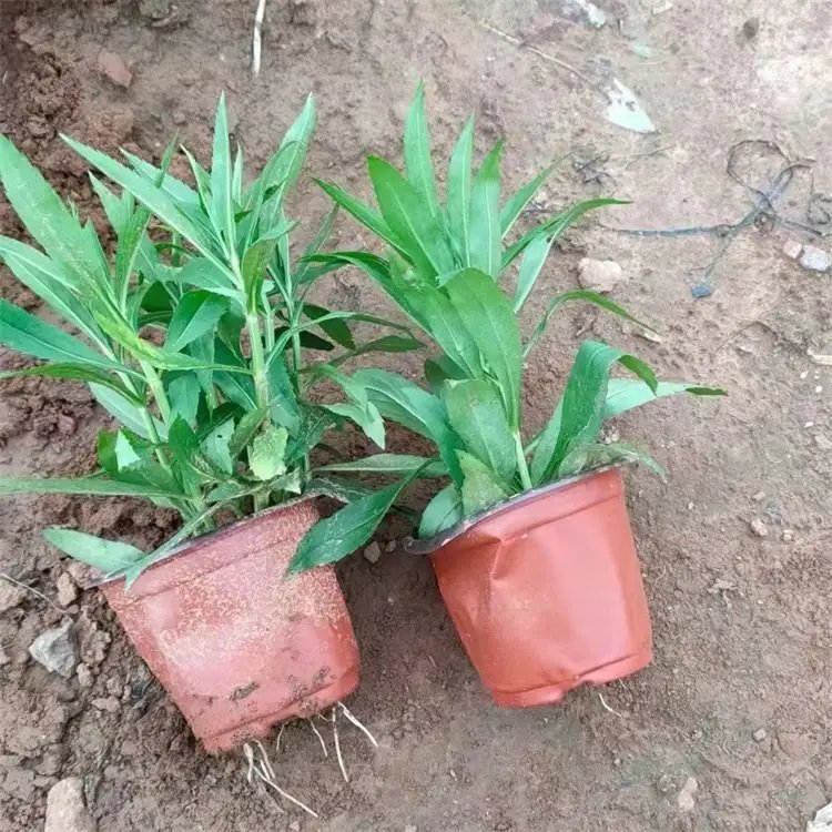 随意草杯苗容器苗