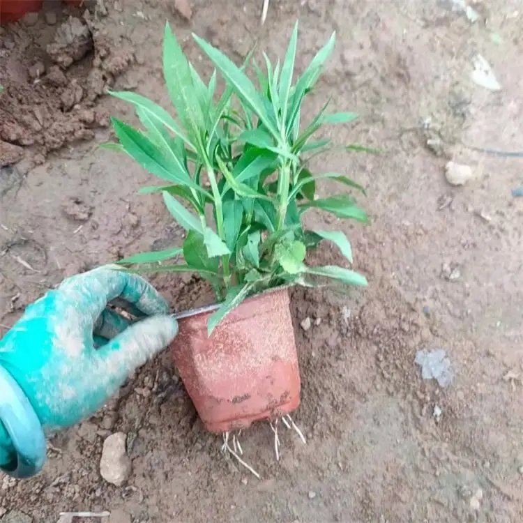 随意草杯苗容器苗