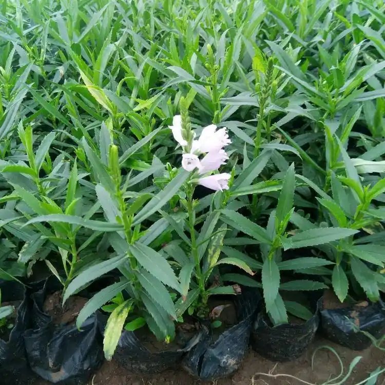 随意草杯苗容器苗