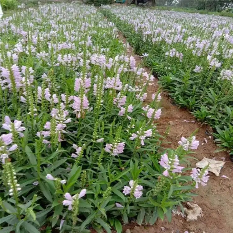 随意草杯苗容器苗