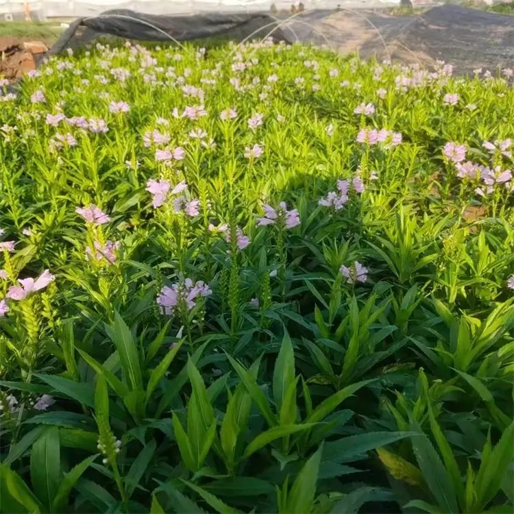 随意草杯苗容器苗