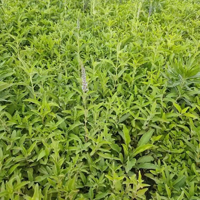 穗花婆婆纳杯苗容器苗