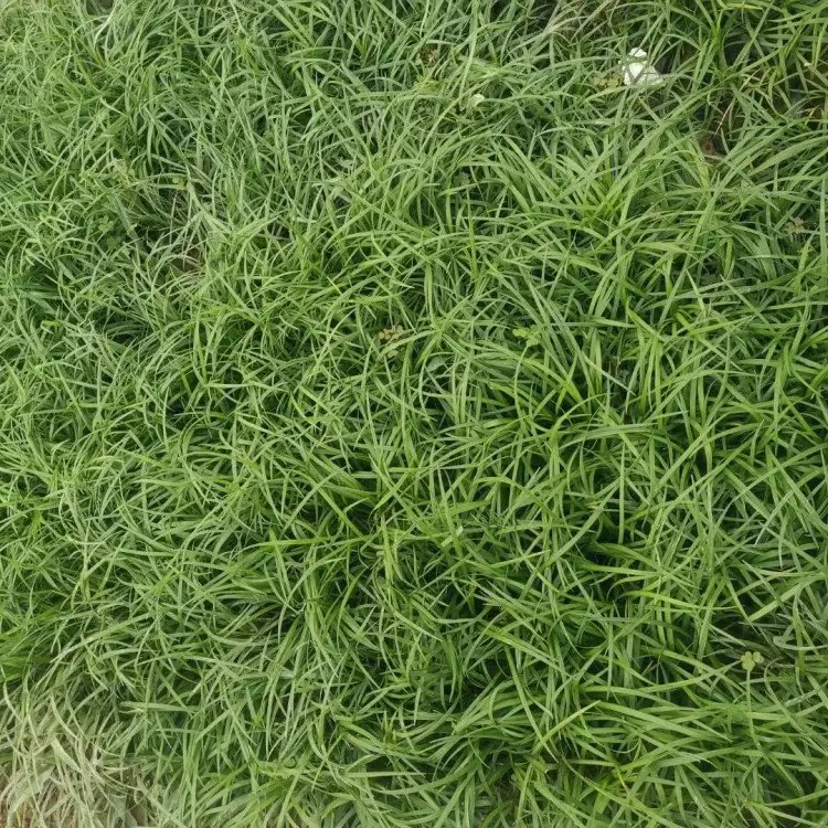 沿阶草杯苗容器苗