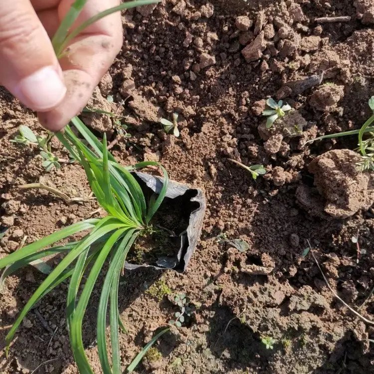 沿阶草杯苗容器苗
