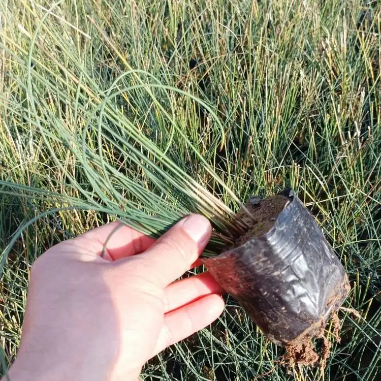 灯心草杯苗容器苗