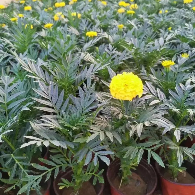 万寿菊杯苗容器苗