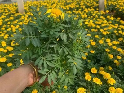 万寿菊