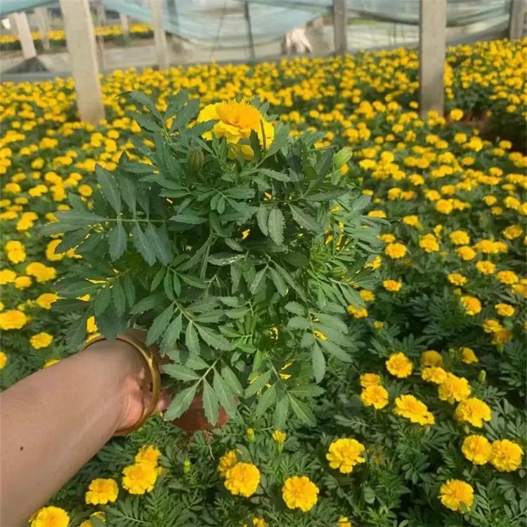 <a href='https://www.lvbad.com/caohuazhongzi/1631.html' target='_blank'>万寿菊</a>杯苗容器苗