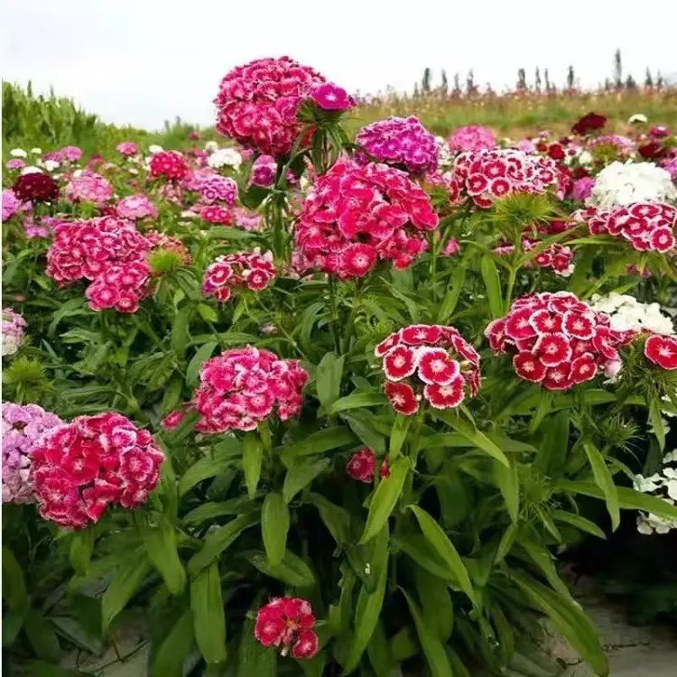 <a href='https://www.lvbad.com/caohuazhongzi/1632.html' target='_blank'>五彩石竹</a>杯苗容器苗