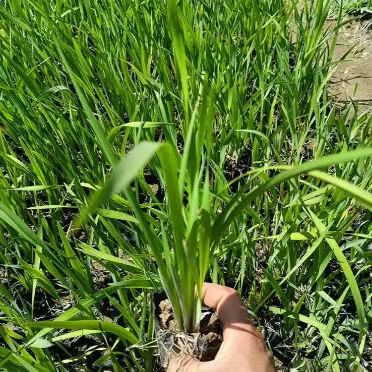 溪荪杯苗容器苗
