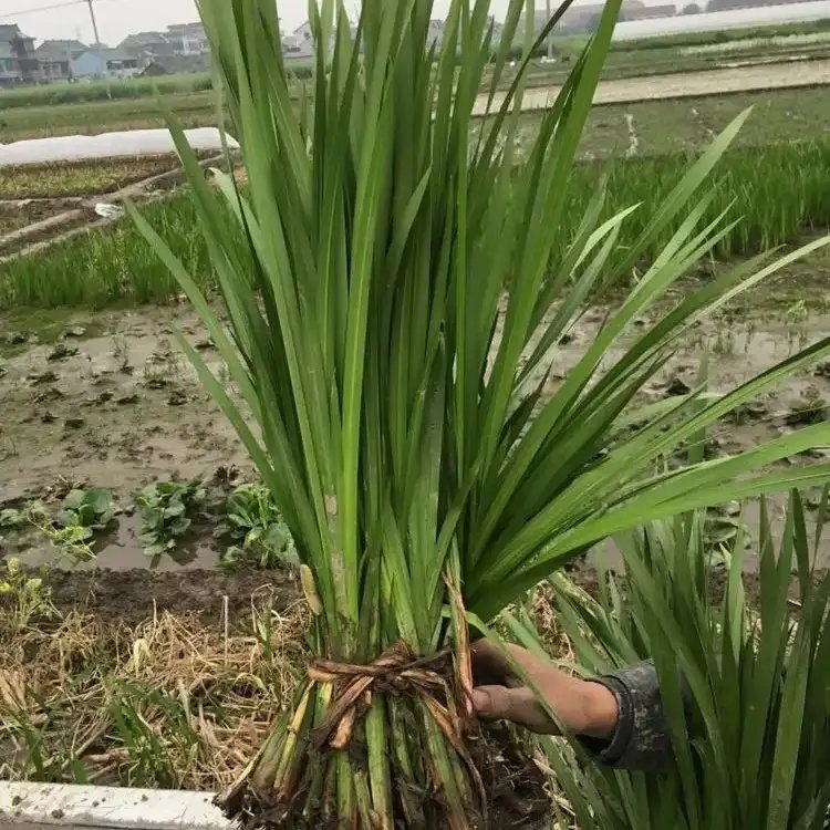 溪荪杯苗容器苗