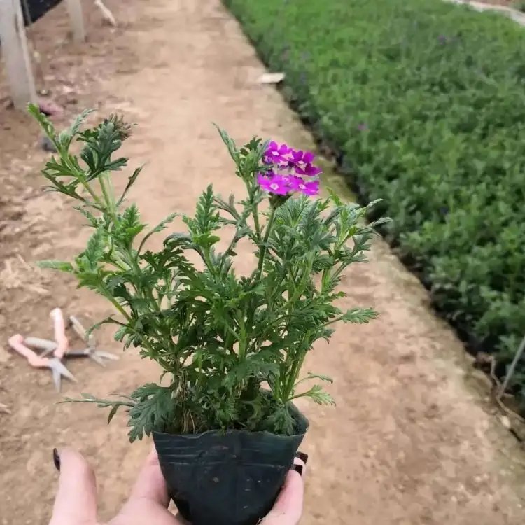 细叶美女樱杯苗容器苗