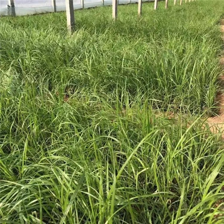 卡尔拂子茅杯苗容器苗