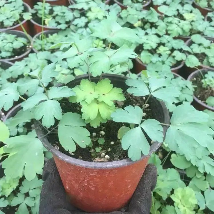 耧斗菜杯苗容器苗