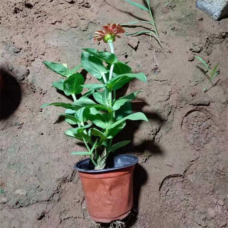 百日草容器苗 来自绿宝园林