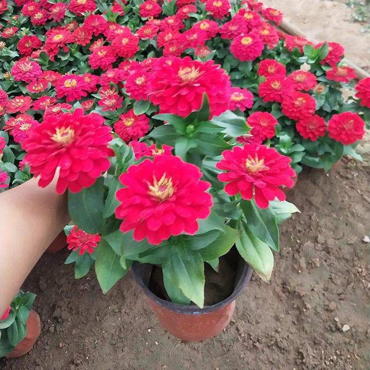 百日草容器苗 来自绿宝园林
