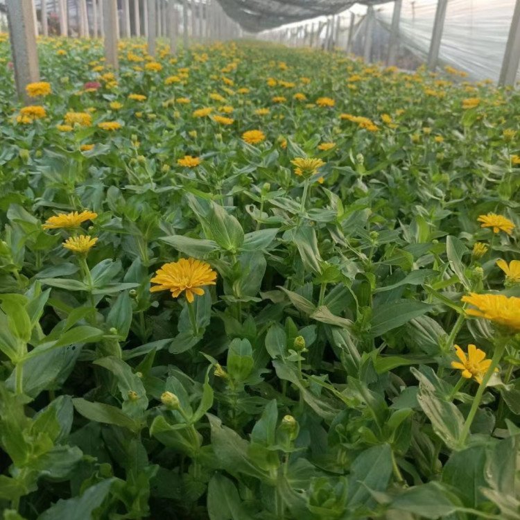 百日草容器苗 来自绿宝园林