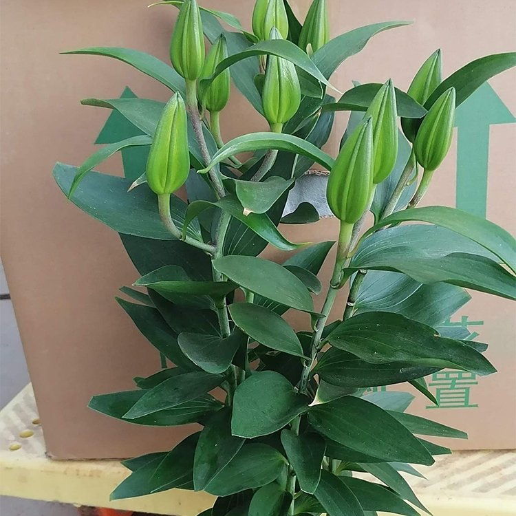 百合容器苗盆栽 来自绿宝园林