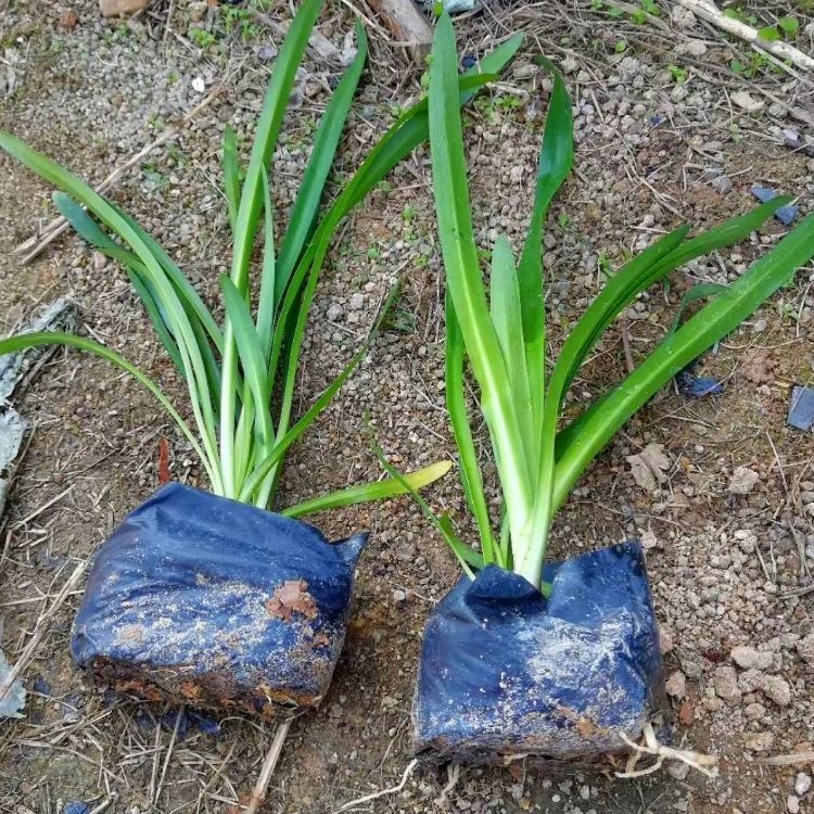 百子莲容器苗 来自绿宝园林
