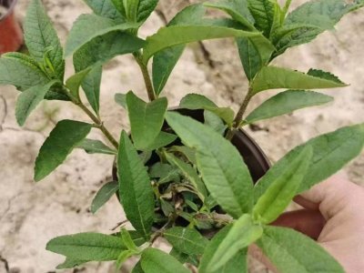 醉鱼草