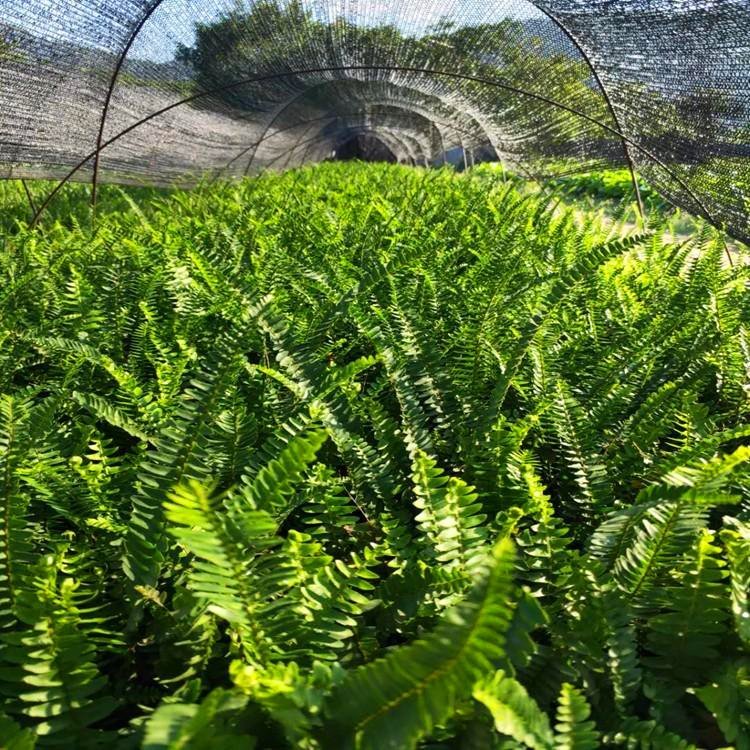 波斯顿蕨容器苗盆栽苗
