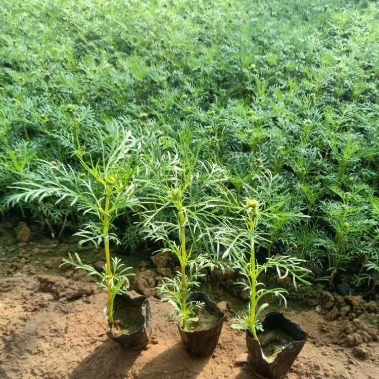 <a href='https://www.lvbad.com/caohuazhongzi/12.html' target='_blank'>波斯菊</a>容器苗波斯菊盆栽苗