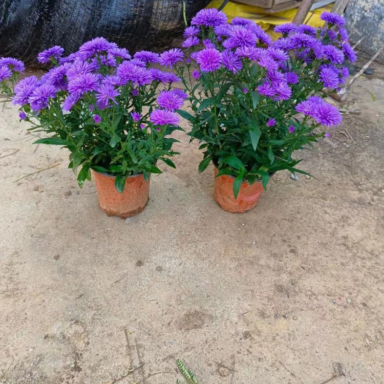 <a href='https://www.lvbad.com/caohuazhongzi/1033.html' target='_blank'>翠菊</a>容器苗盆栽蓝色紫色