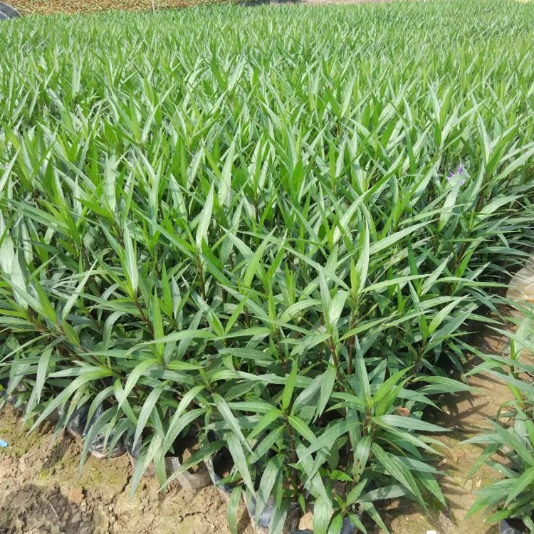 翠芦莉容器苗
