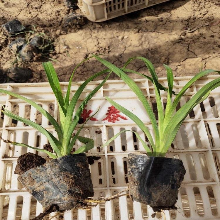 常绿<a href='https://www.lvbad.com/caobenzhiwu/3404.html' target='_blank'>萱草</a>容器苗小苗盆栽苗