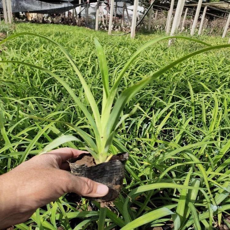 常绿萱草容器苗小苗盆栽苗