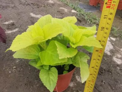 橙色彩叶草容器苗