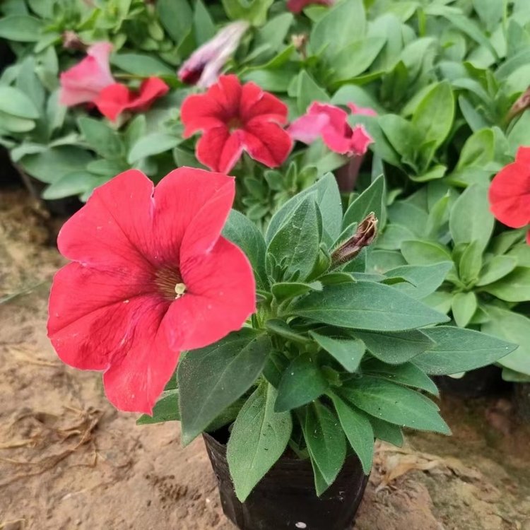 大红色<a href='https://www.lvbad.com/caohuazhongzi/1613.html' target='_blank'>牵牛花</a>容器苗
