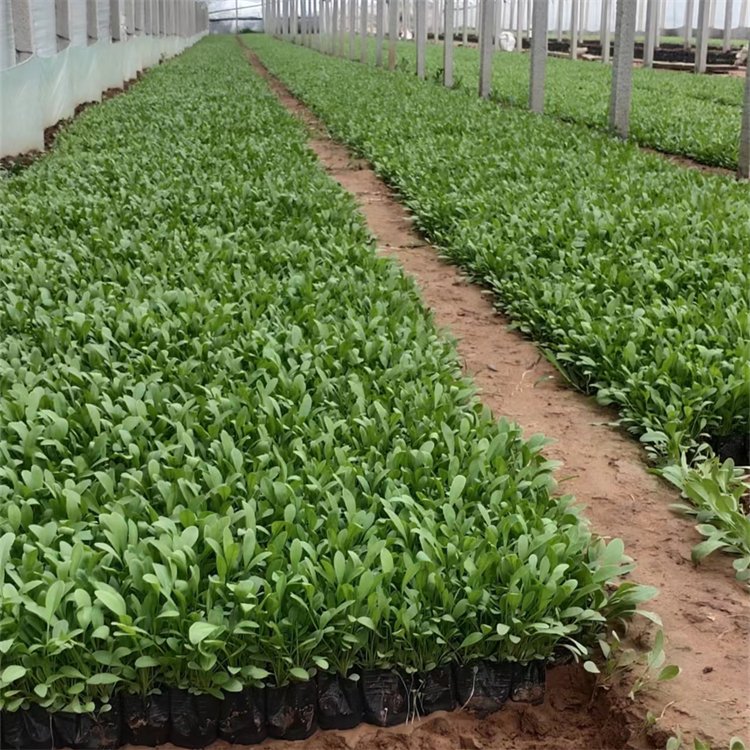 大花金鸡菊容器苗盆栽小苗