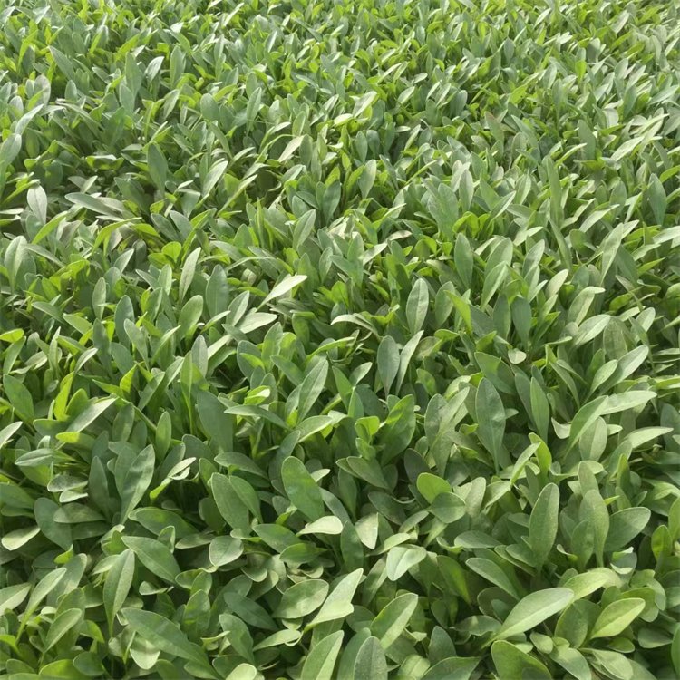大花金鸡菊容器苗盆栽小苗