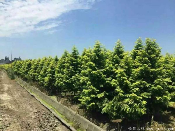 金叶<a href='https://www.lvbad.com/linmuzhongzi/1720.html' target='_blank'>水杉</a>图片基地实拍