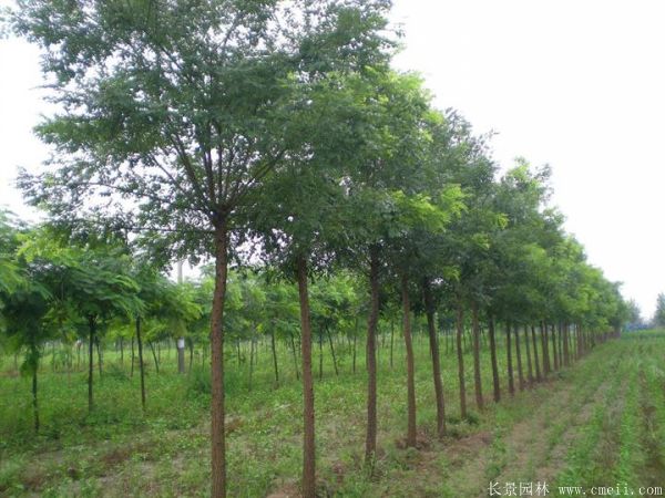 <a href='https://www.lvbad.com/linmuzhongzi/1841.html' target='_blank'>国槐</a>图片<a href='https://www.lvbad.com/linmuzhongzi/1841.html' target='_blank'>国槐</a>基地实拍
