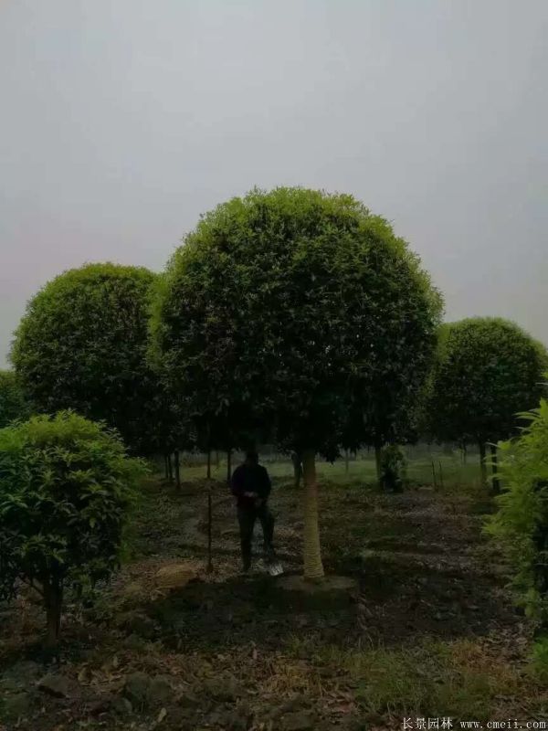 <a href='https://www.lvbad.com/xingdaoshu/3363.html' target='_blank'>桂花树</a>图片<a href='https://www.lvbad.com/xingdaoshu/3363.html' target='_blank'>桂花树</a>基地实拍