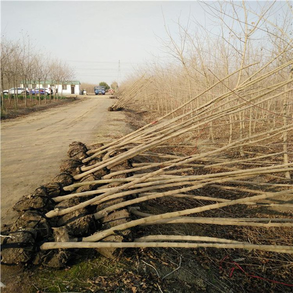<a href='https://www.lvbad.com/linmuzhongzi/1855.html' target='_blank'>元宝枫</a>基地实拍图