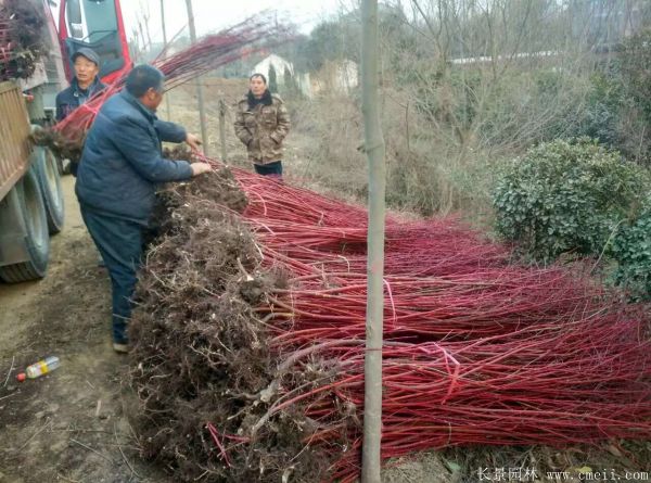 <a href='https://www.lvbad.com/linmuzhongzi/1759.html' target='_blank'>红瑞木</a>图片基地实拍