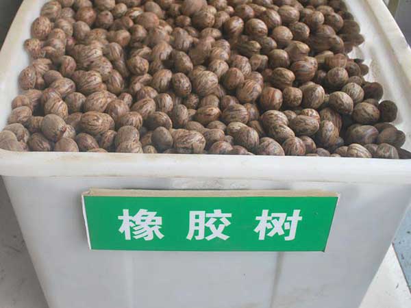 <a href='https://www.lvbad.com/linmuzhongzi/2248.html' target='_blank'>橡胶树种子</a>图片