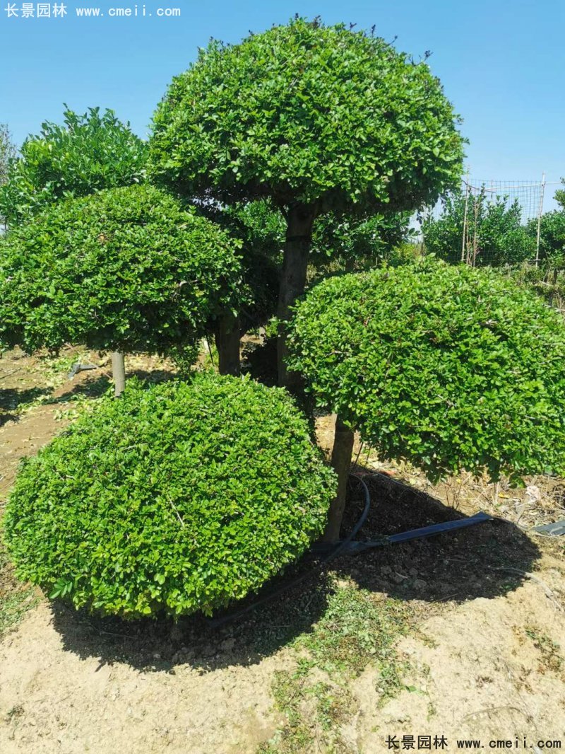 对节<a href='https://www.lvbad.com/linmuzhongzi/1712.html' target='_blank'>白蜡</a>造型盆景地景