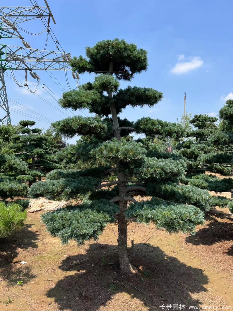 造型<a href='https://www.lvbad.com/linmuzhongzi/1817.html' target='_blank'>五针松</a>