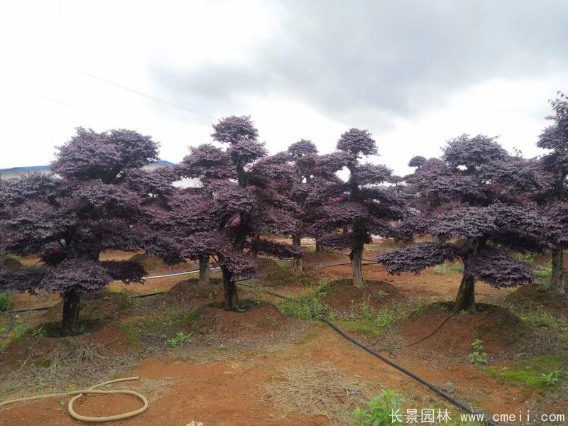 造型<a href='https://www.lvbad.com/dibeiguanmu/9770.html' target='_blank'>红花继木</a>