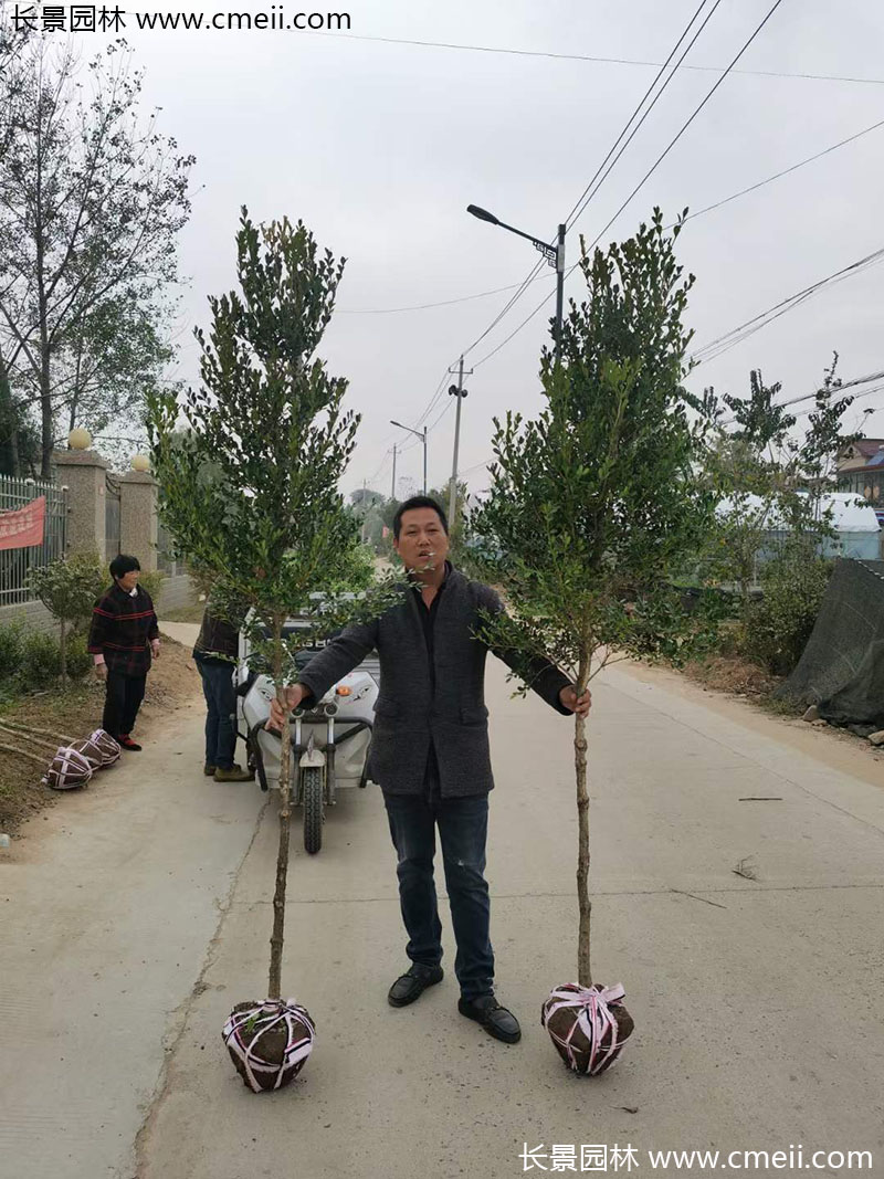 <a href='https://www.lvbad.com/linmuzhongzi/1764.html' target='_blank'>小叶黄杨</a>树