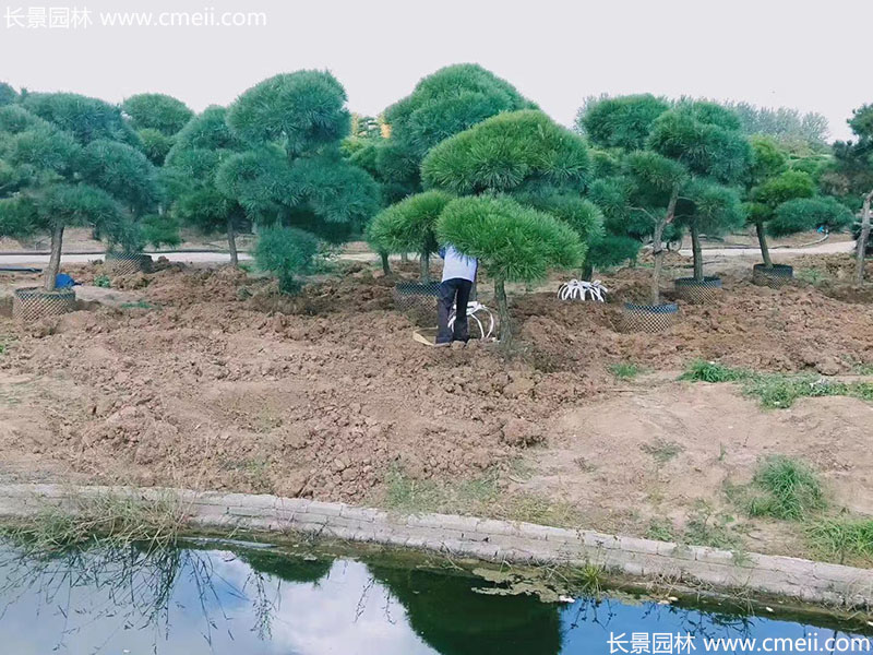 景观树造型<a href='https://www.lvbad.com/linmuzhongzi/1716.html' target='_blank'>黑松</a>大型地景